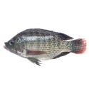 Tilapia Fillets (1000 gms)