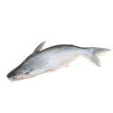 Indian Basa Fillets (1000 gms)